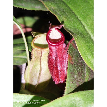 Nepenthes (Mirabilis red x globosa) x himalaglosa