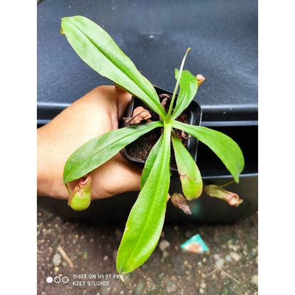 Nepenthes (Mirabilis red x globosa) x himalaglosa