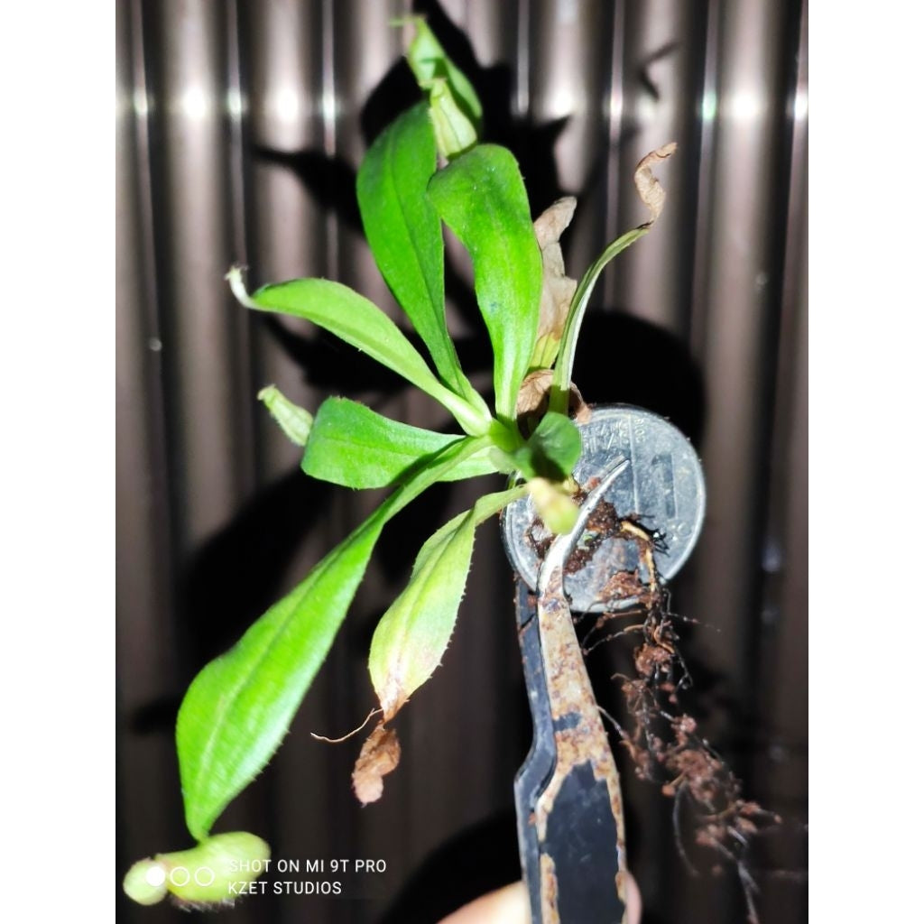 Nepenthes (Mirabilis red x globosa) x himalaglosa